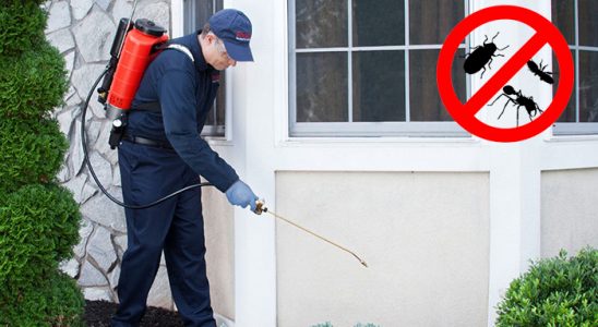Marmaris Tahtakurusu İlaçlama böcek ilaçlama ve haşere kontrolü — ilaclama-tr.com